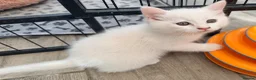 Persian cats for sale: Ready now persian x white girls - Advert 13