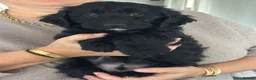 Cockapoo dogs for sale: Only one beautiful black boy available. - Advert 3
