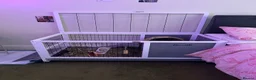Lionhead rabbits for sale: male lion head bunny in Torquay - Advert 2