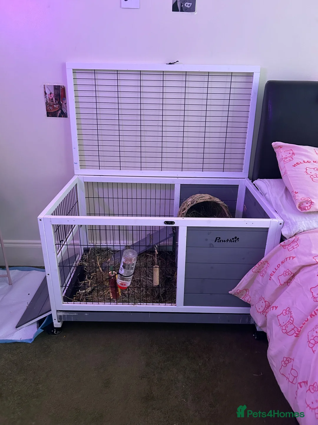 Lionhead rabbits for sale: male lion head bunny in Torquay - Advert 2