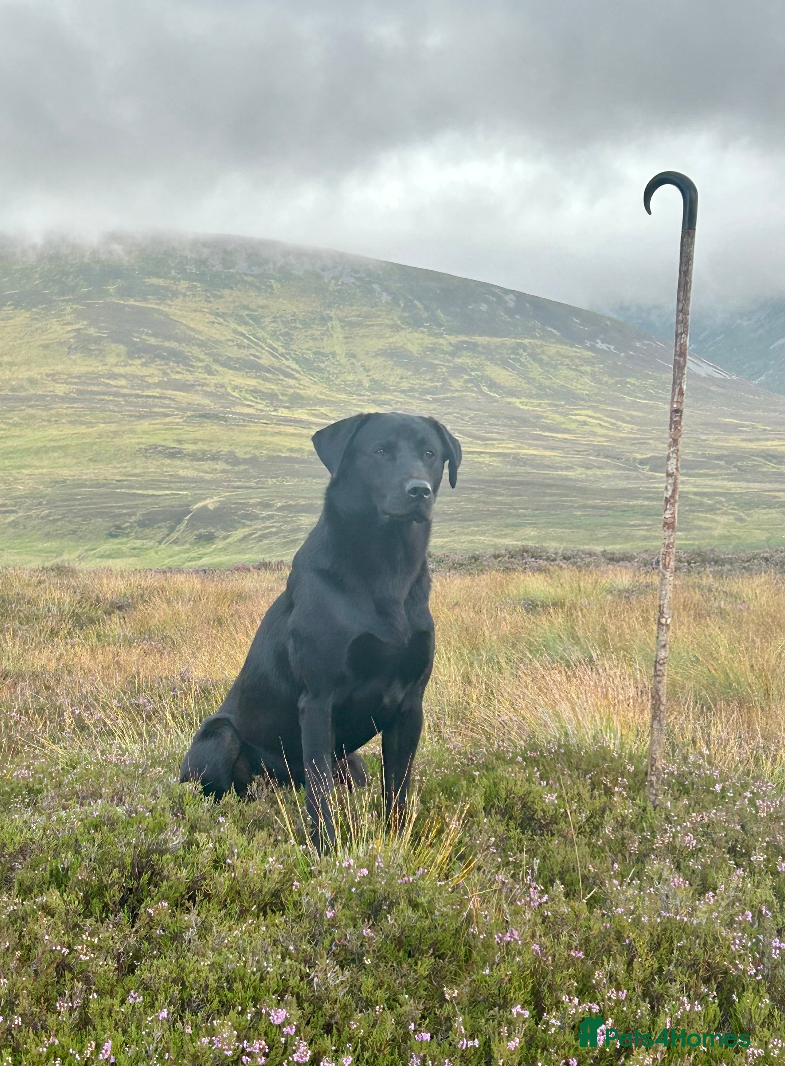 Labrador Retriever dogs FTW Llangynidr Henry the Eighth  in Usk - Advert 22