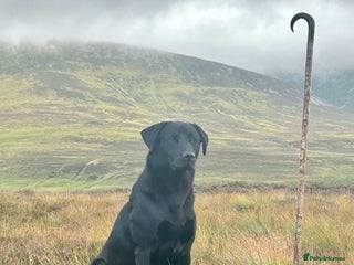 Labrador Retriever dogs in Usk - Advert 39