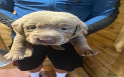 Labrador Retriever dogs for sale: Silver Labrador puppy’s  - Image 11