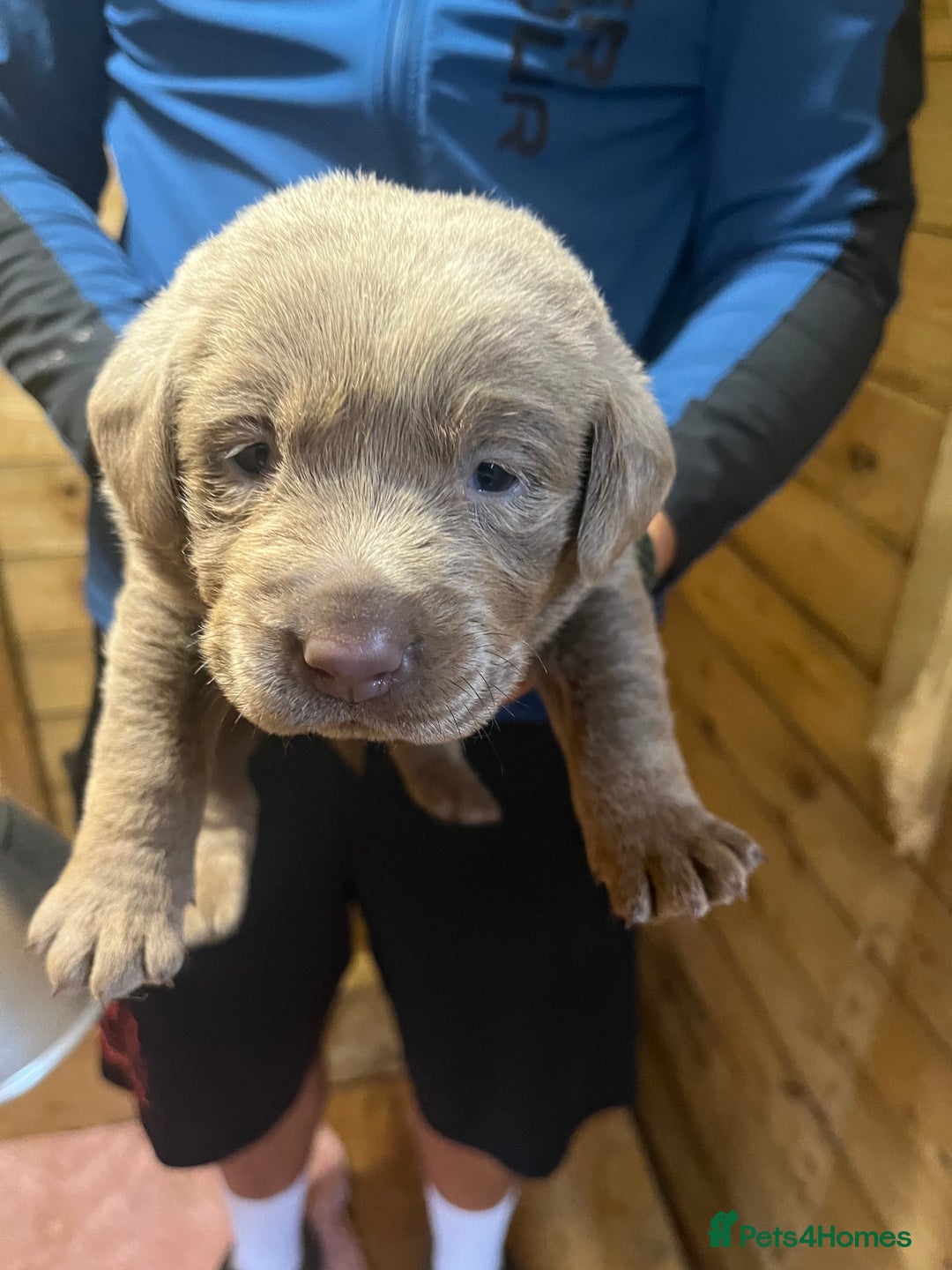 Labrador Retriever dogs for sale: Silver Labrador puppy’s  - Image 11