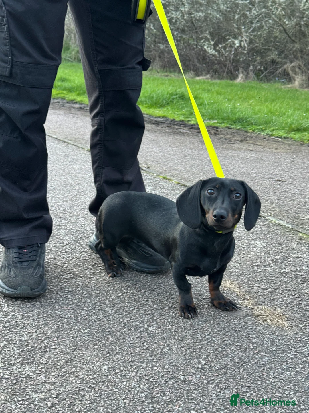 Miniature Dachshund dogs for sale: Female Miniature Daschund in Leicester - Advert 3