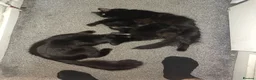 Mixed Breed cats for sale: Beautiful Fluffy Black Kittens in Uxbridge - Advert 18