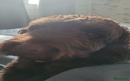 Cockapoo dogs for sale: Conkers needs a new home - Image 7
