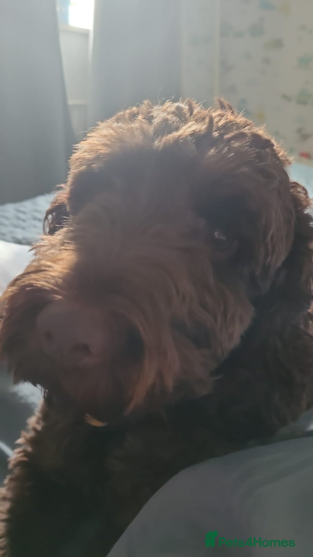Cockapoo dogs for sale: Conkers needs a new home - Image 7