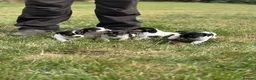 Jack Russell dogs for sale: Jack Russell puppies - Advert 6