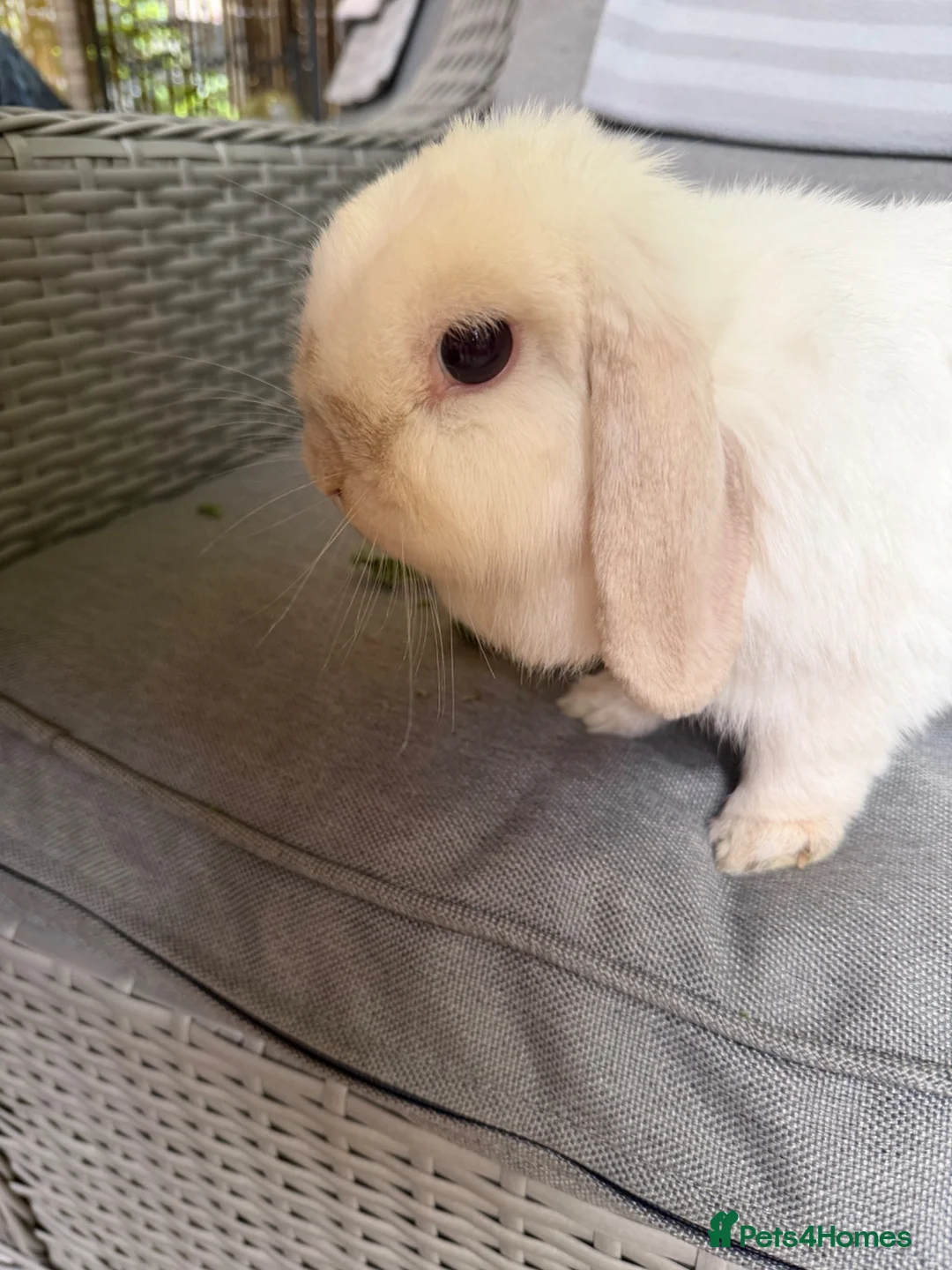 Mini Lop rabbits for sale: Stunning mini lop doe Very chilled pet/breeding - Advert 7