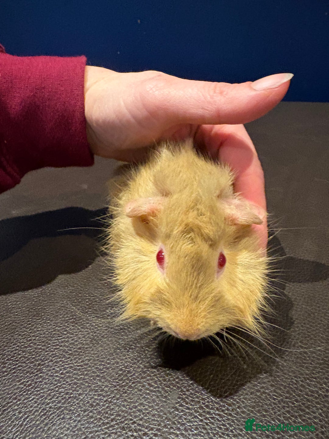 Guinea Pig rodents for sale: Baby Guineas  - Advert 11