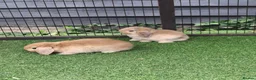 Mini Lop rabbits for sale: Beautiful Mini lops ❤️ - Advert 9