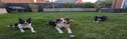 Border Collie dogs for sale: Looking For A New Home For Jack  in Derby - Advert 12