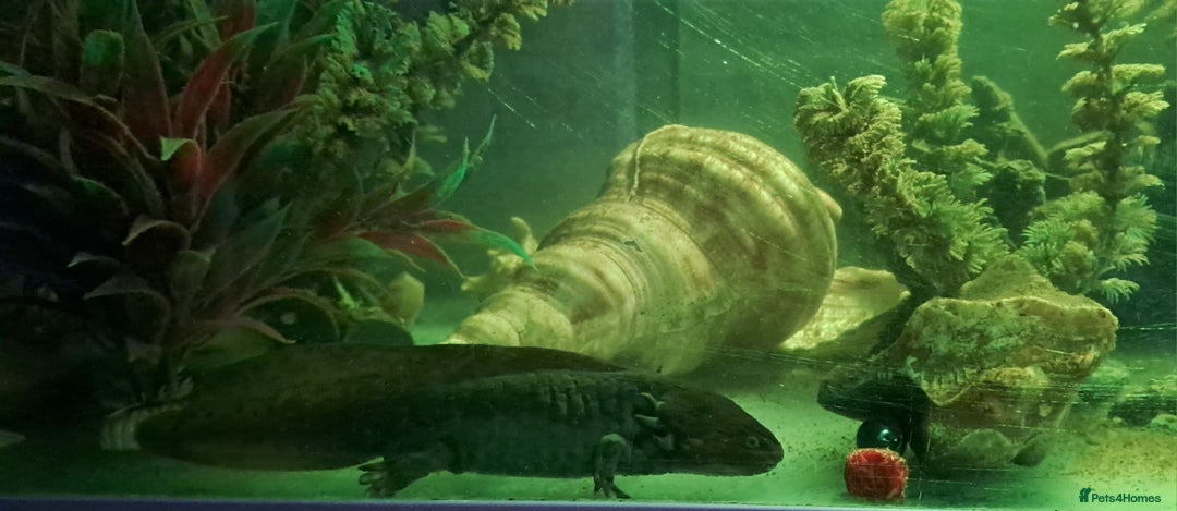 Axolotl reptiles for sale: Axolotls  - Image 34