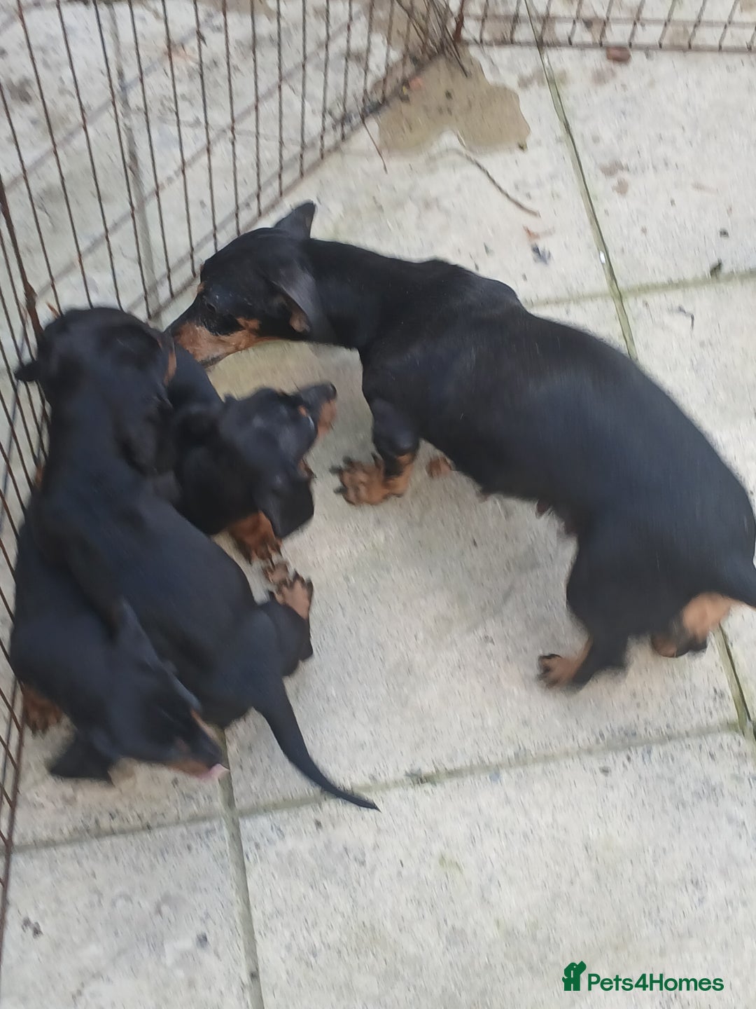 Dachshund dogs for sale: Dachshund puppies - Image 9