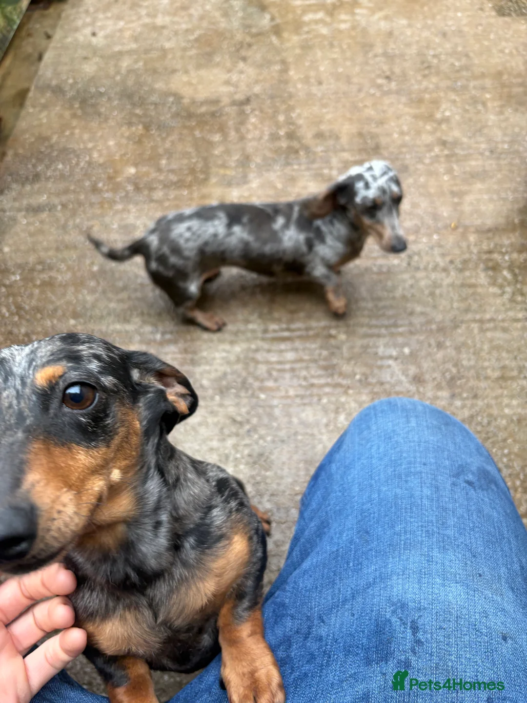 Miniature Dachshund dogs for sale: 3 dachshund for sale in Runcorn - Advert 4