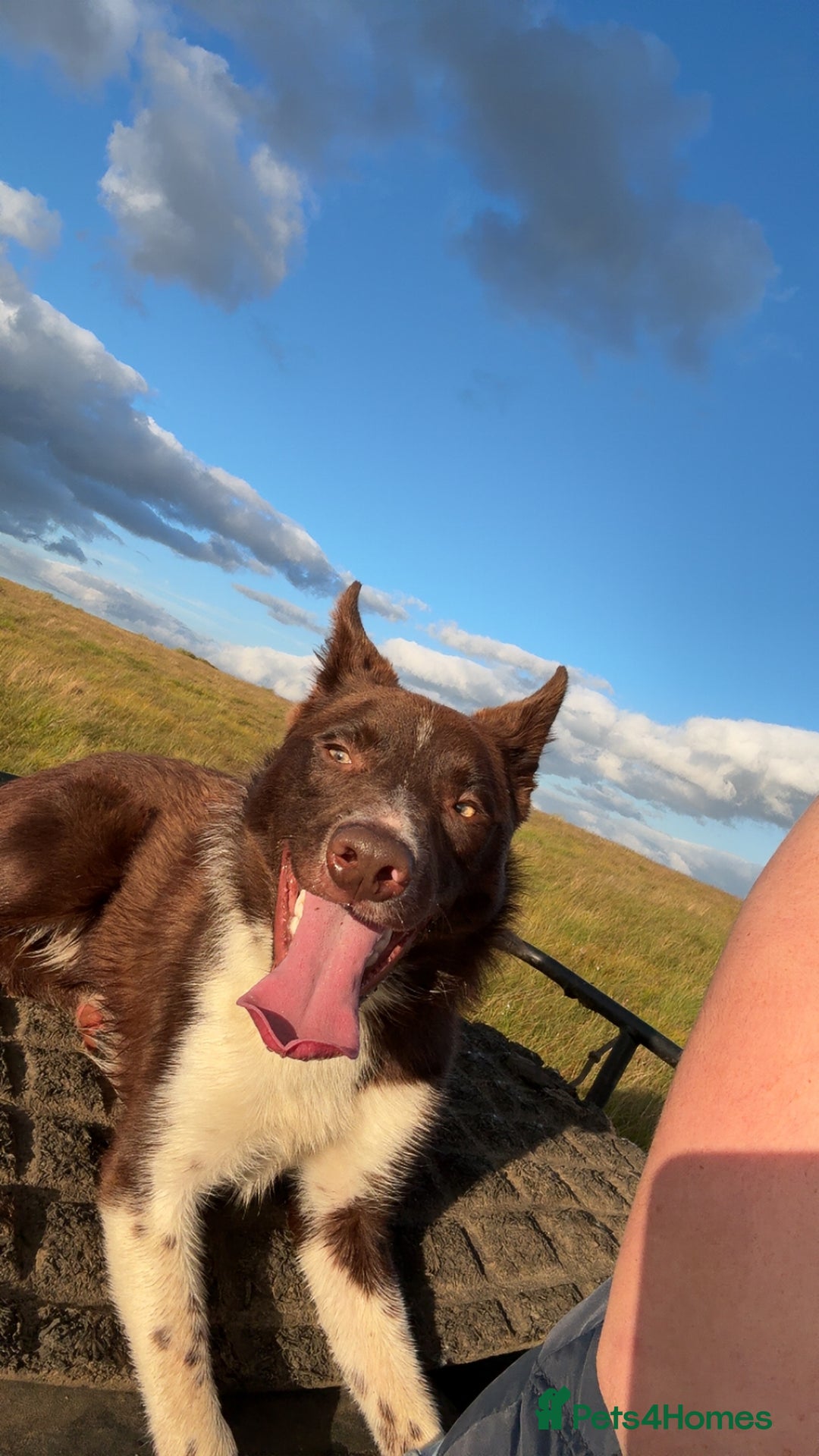 Border Collie dogs for sale: 11 month old puppy called Kip  - Image 4
