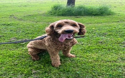 Australian Labradoodle dogs for sale: Australian Labradoodle  - Image 1