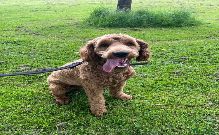 Australian Labradoodle dogs - Advert 1
