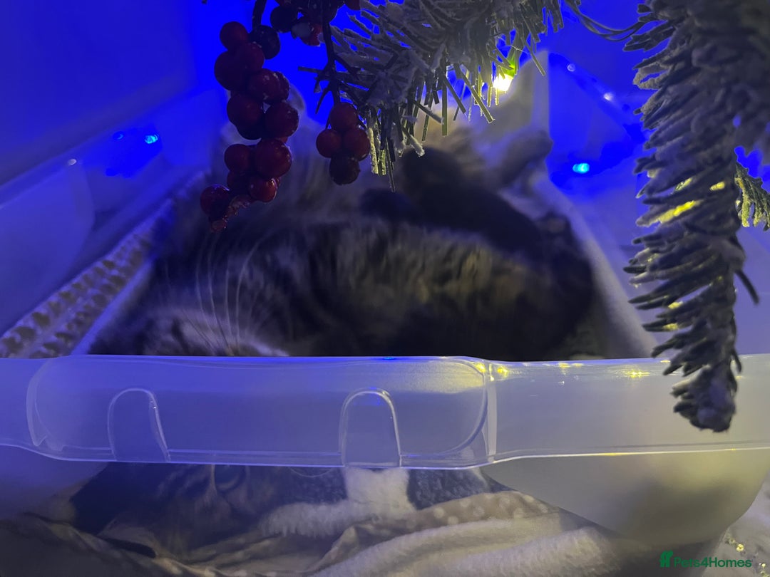 Maine Coon cats for sale: Maine coon cross - Advert 10