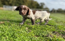 Cocker Spaniel dogs for sale: Extensively Health Tested KC Registered Girl - Image 4