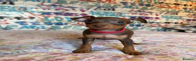 Miniature Pinscher 1 Koffe