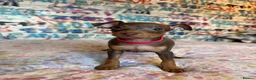 Miniature Pinscher dogs for sale: Miniature Pinscher Puppies for sale  - Advert 25