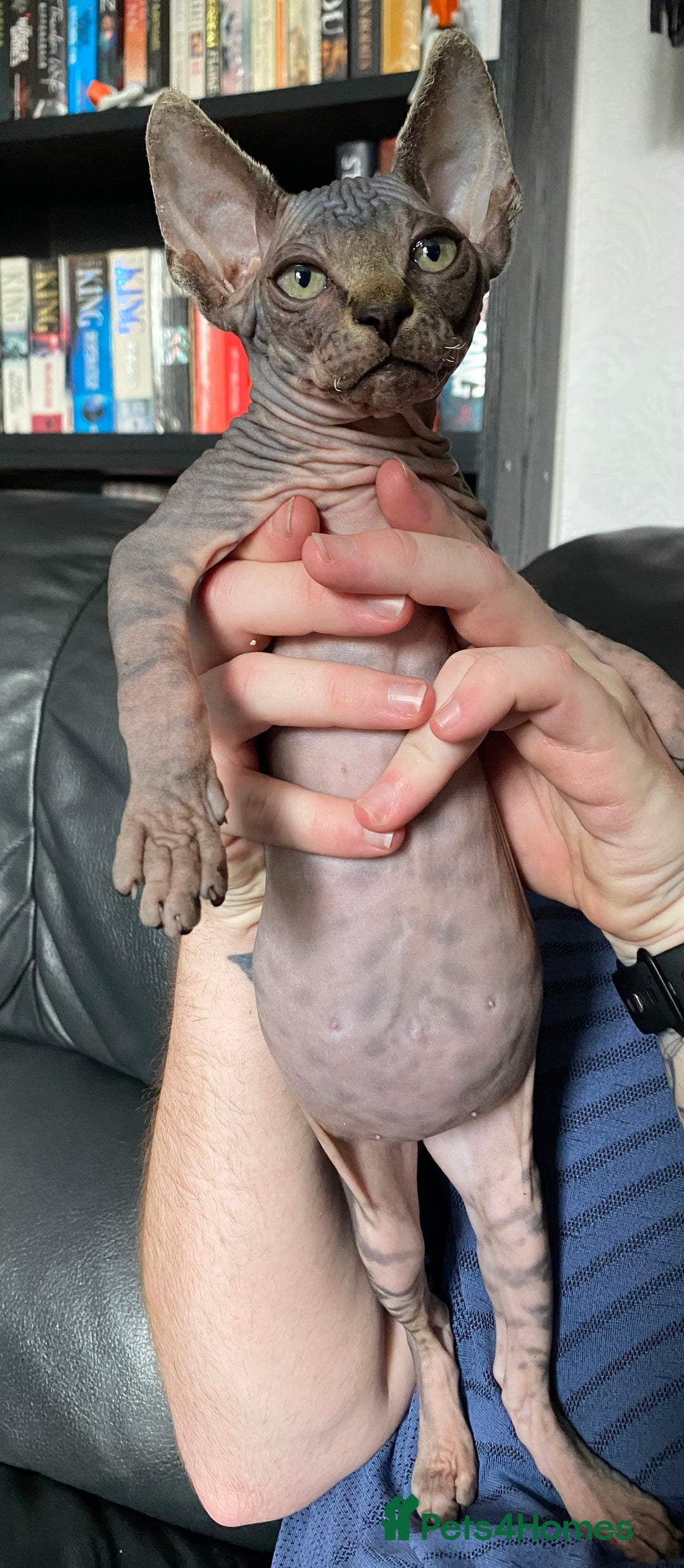 Sphynx cats for sale: Beautiful sphynx kittens - Image 9