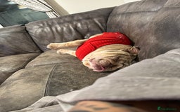 English Bulldog dogs for sale: Pickle the 3yo Merle english bulldog  - Image 2