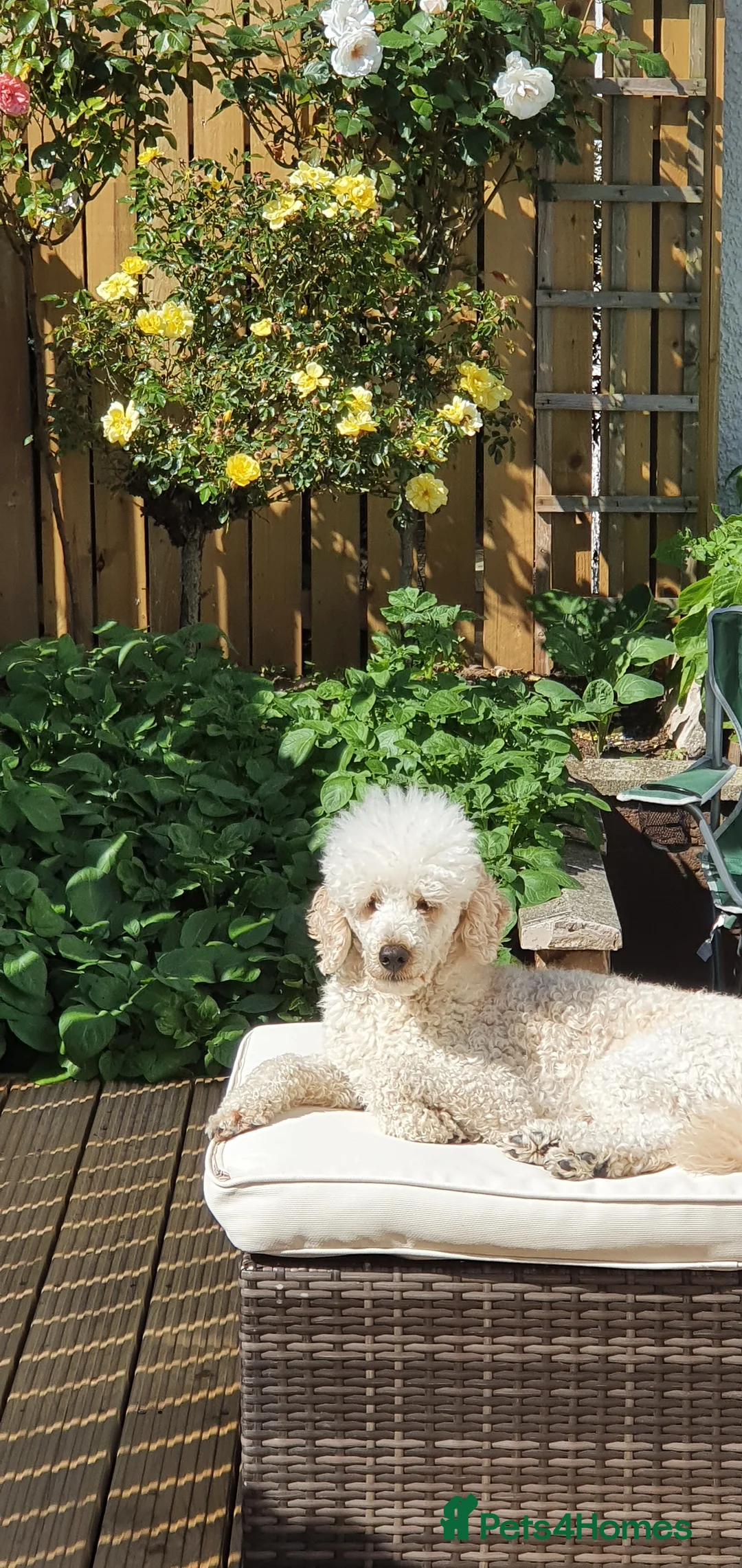 Miniature Poodle dogs for stud: Miniature poodle for stud in Girvan - Advert 4