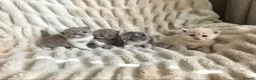 British Shorthair cats for sale: Outstanding GCCF British Shorthair Kittens  - Advert 13
