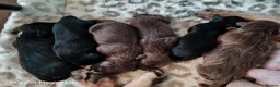 Mixed Breed dogs for sale: 6 Frenchie x Sprocker pups - Advert 17
