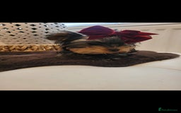 Yorkshire Terrier dogs for sale: Beautiful yorkies - Image 4