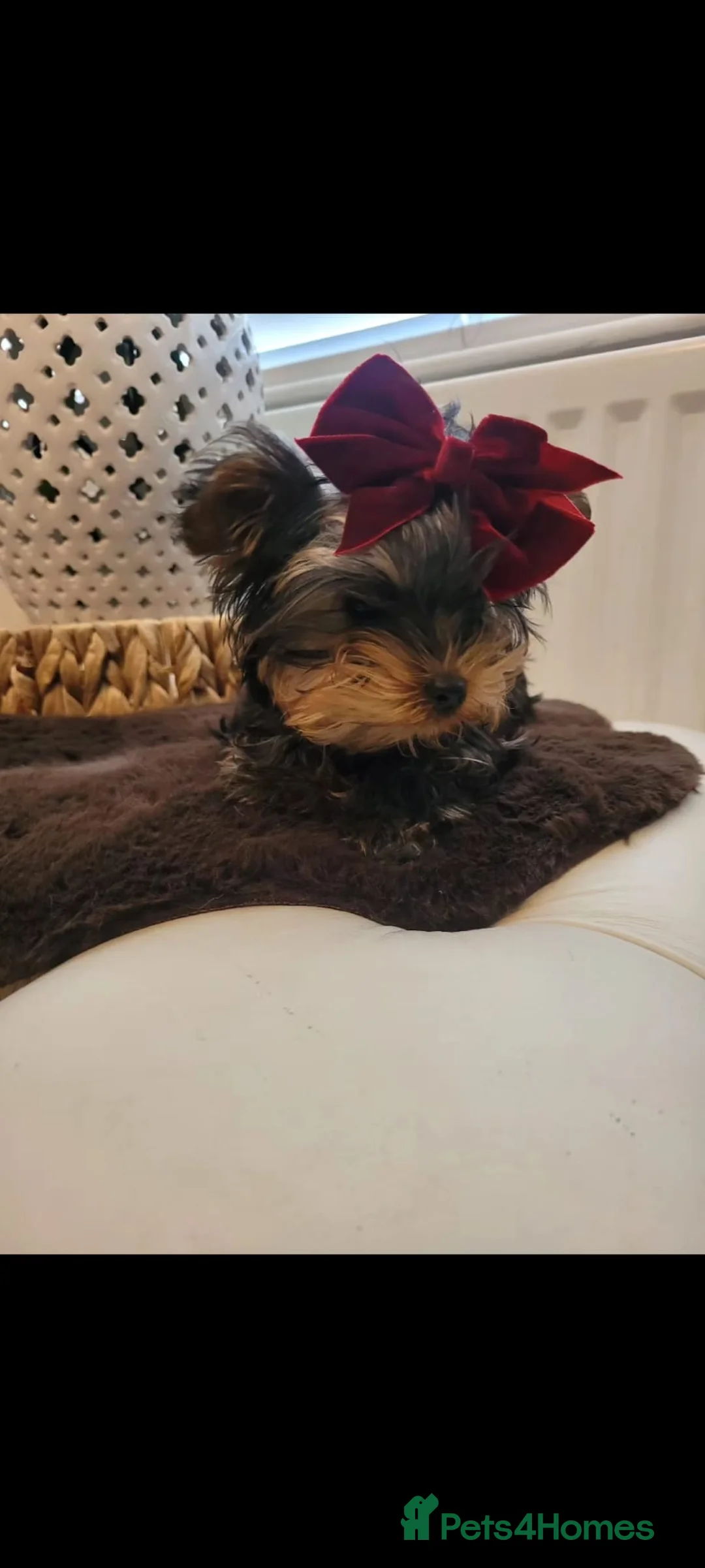 Yorkshire Terrier dogs for sale: Quality breed of Yorkies - Advert 2