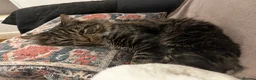 Domestic Shorthair cats for sale: Sweet Tabby Boy Looking for a Loving Home - Advert 4