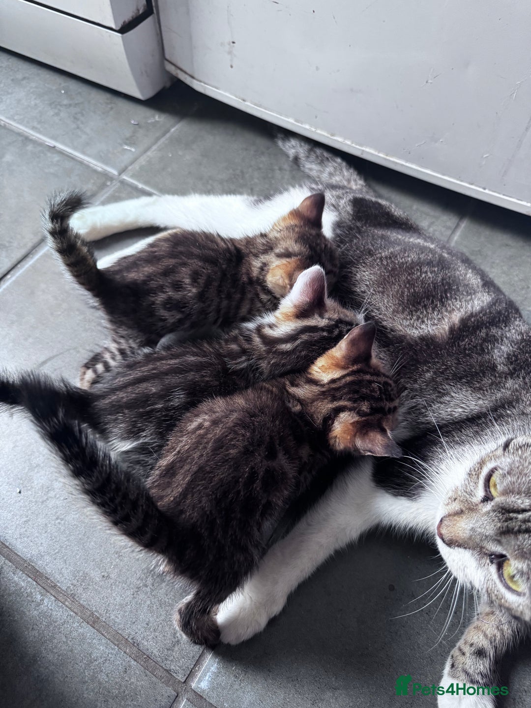 Bengal cats for sale: Bengal Kittens ready to be reserved  - Image 29