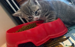 British Shorthair cats for sale: Adorable unique kittens- BSH dad X Ragdoll mum - Image 9