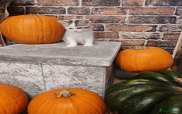 Mixed Breed cats for sale: Cute Bengal mix Kittens looking for loving homes🐱 - Image 7