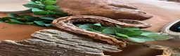 Boa Snake reptiles for sale: Madagascar ground boas babies - Advert 11