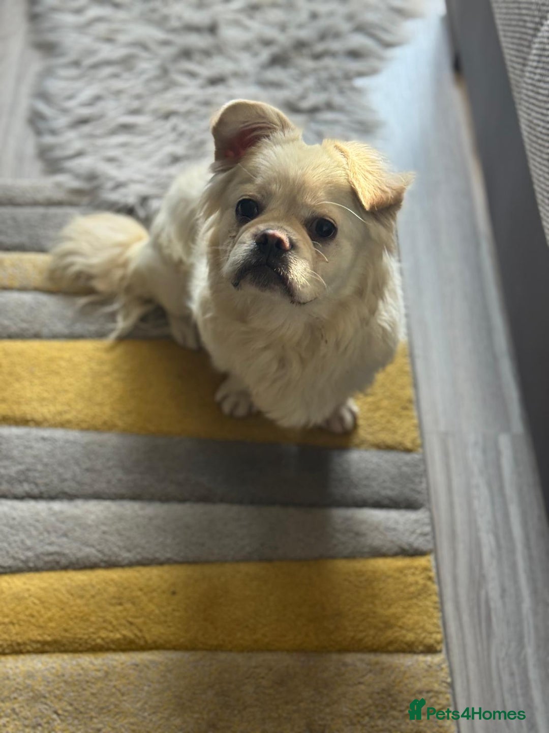 Mixed Breed dogs for adoption: Sweet Bob looking for LOVE - Image 3