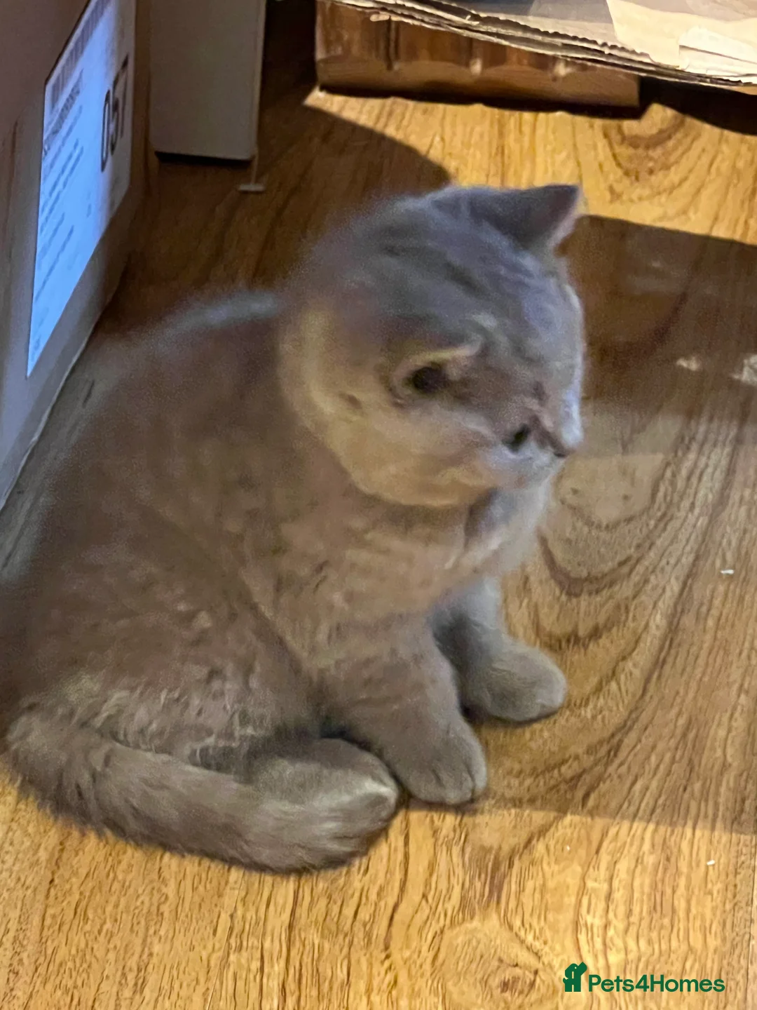 British Shorthair cats for sale: British Shorthair Kittens- ready on 14 Feb - Advert 3