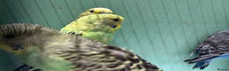 Budgerigars birds for sale: Budgies for Sale, all in good health  - Advert 5