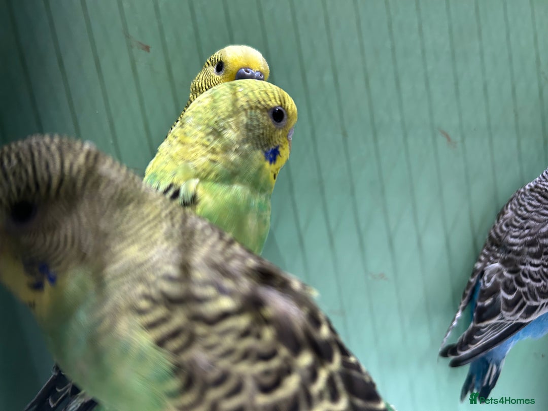 Budgerigars birds for sale: Budgies for Sale, all in good health  - Advert 5