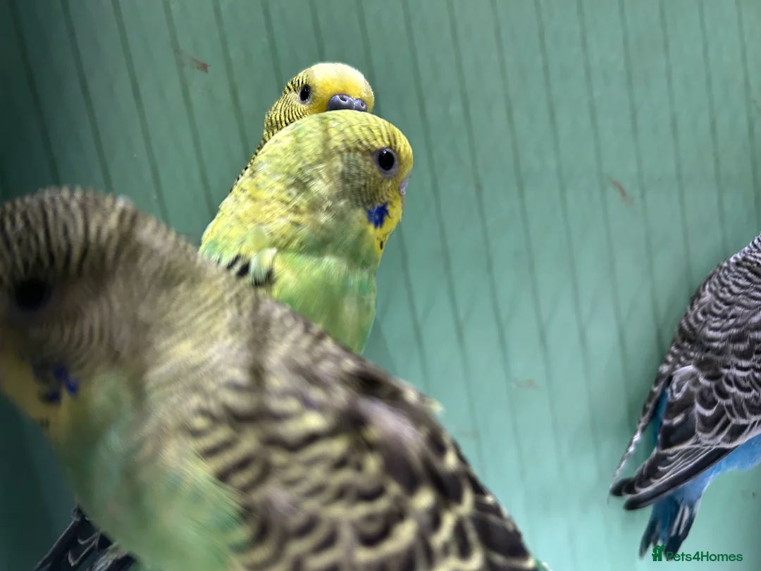 Budgerigars birds for sale: Budgies for Sale, all in good health  - Advert 12