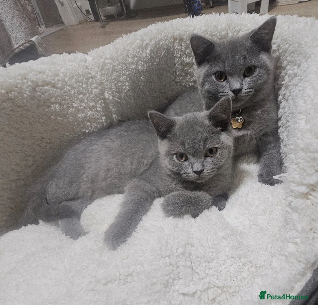 British Shorthair cats for sale: 2 male shorthair kittens  - Advert 2