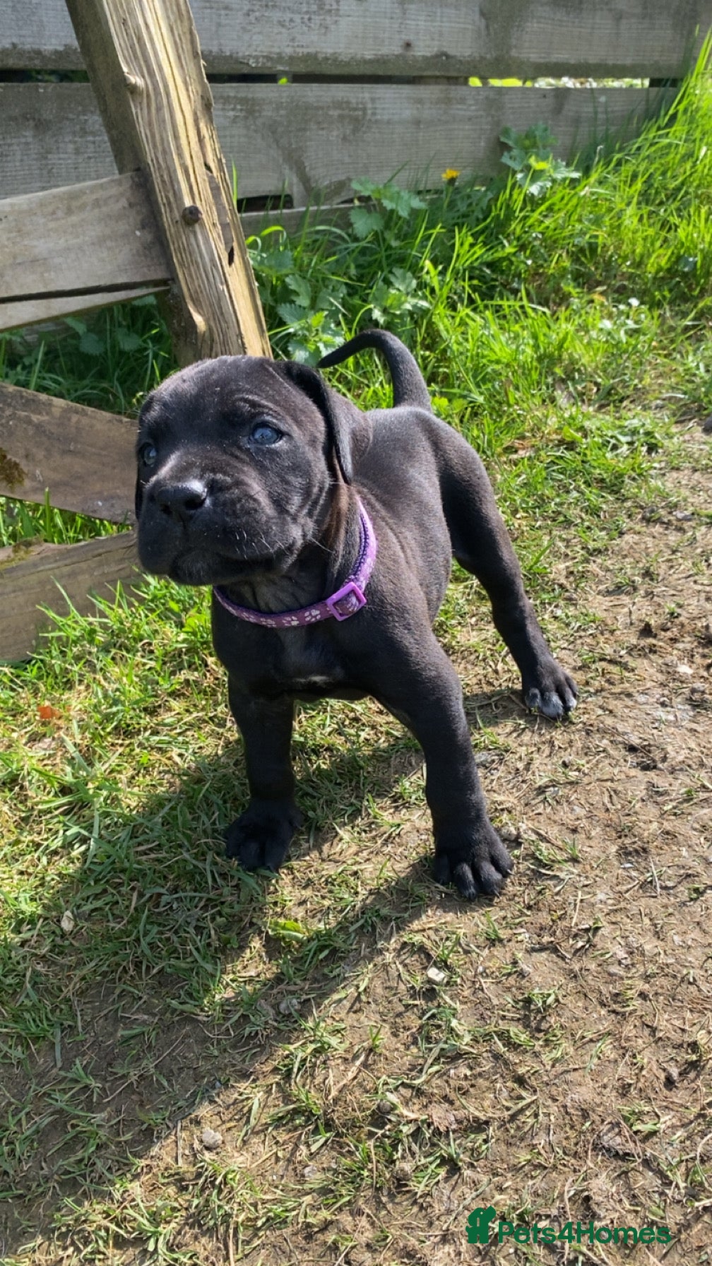 Mixed Breed dogs Beautiful Italian daniffs (Great Dane/cane corso)  - Advert 1