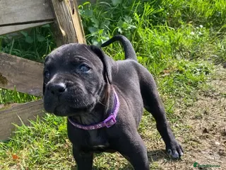 Mixed Breed dogs Beautiful Italian daniffs (Great Dane/cane corso) - Advert 1