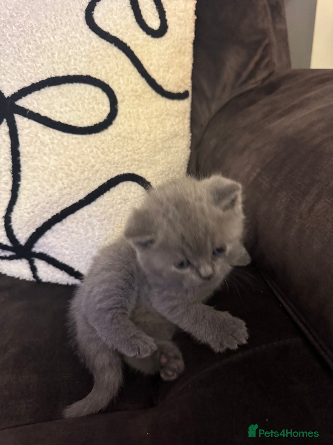 British Shorthair cats for sale: British Shorthair Kittens For Sale - Advert 7