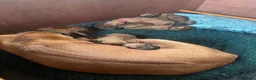 Rhodesian Ridgeback dogs for sale: Rhodesian Ridgeback Puppies - Advert 15