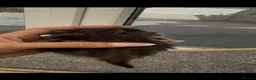 Norwegian Forest Cat cats for sale: 10 stunning family raised kittens - Advert 16